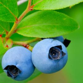   Fruits:   Vaccinium angustifolium ; Photo by Captain Tenneal, flickr.com
